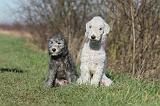 BEDLINGTON TERRIER 205